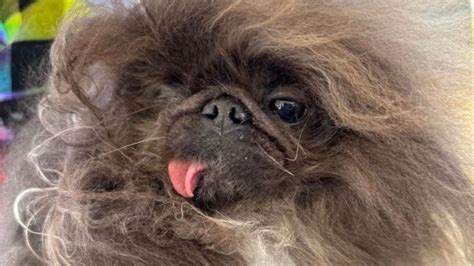 'Ugliest' dog in the world revealed - Know the Headline News