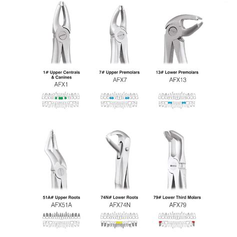 Buy GDC Extraction Forceps Atraumatic – Oralkart