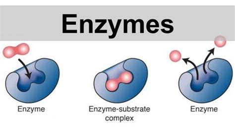 Image result for Enzyme Activity Lab Report Example