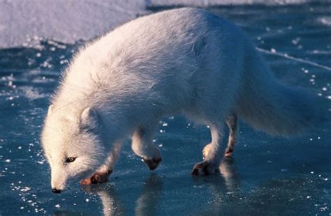 Arctic Fox Articles How The Arctic Fox Got Its Winter Wardrobe