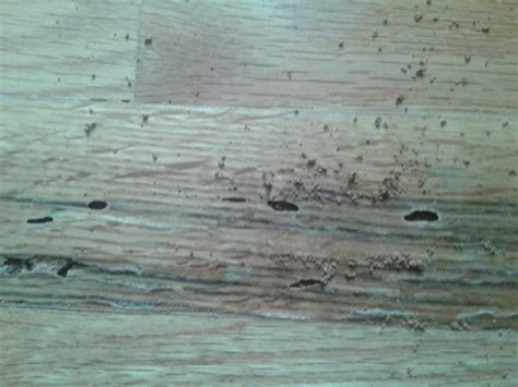 Termites Eating Wood Floor at Maddison Westacott blog