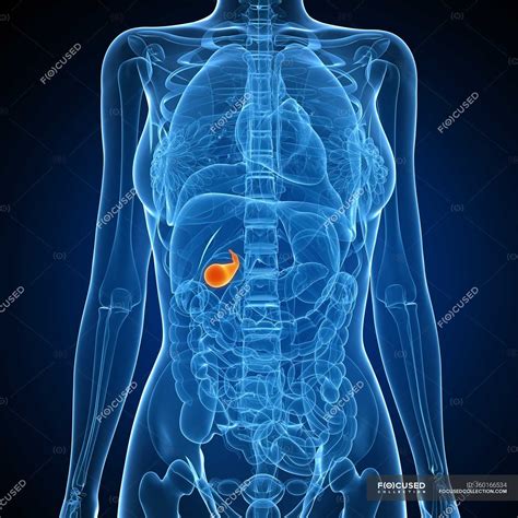 Where Is The Gallbladder Located In The Female Body Diagram at Anthony Blubaugh blog
