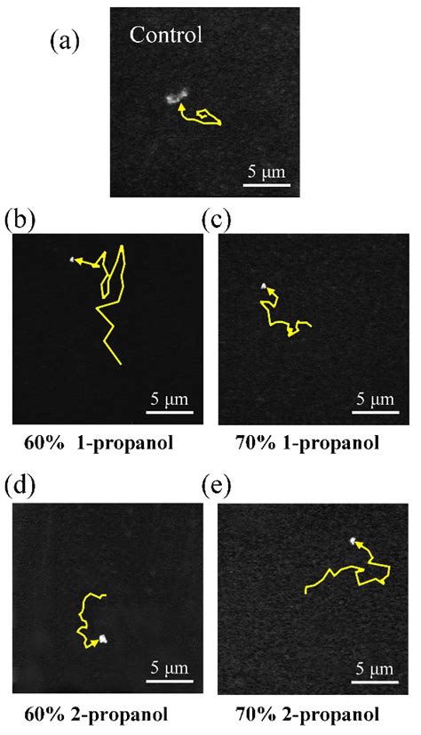 Marked Difference in the Conformational Transition of DNA Caused by ...
