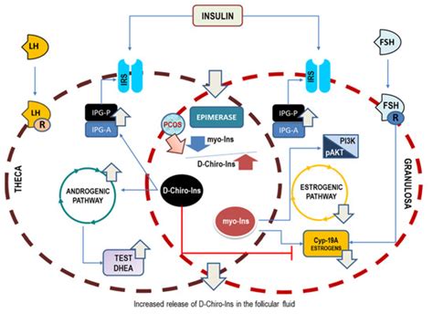 The Role of Inositols in the Hyperandrogenic Phenotypes of PCOS: A Re ...