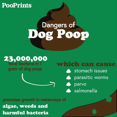 Why Is Dog Poop Green