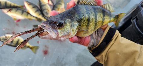 Walleyes eating frogs | Nodak Angler