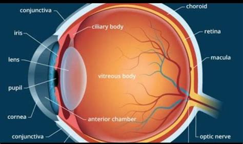 structure of human eye diagram - Brainly.in