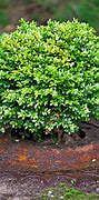 Image result for Hedge Bushes