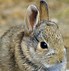 Image result for Cute Bunny Photography