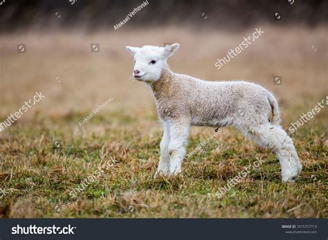 Small Sheep Goat Hybrid Baby Stock Photo 1015757713 | Shutterstock