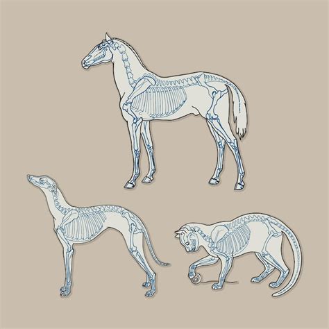 Technical drawing horse Images - Free Download on Freepik