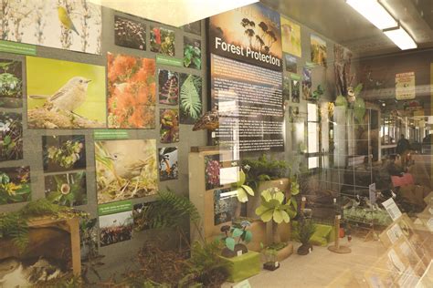 Lihue Airport window display highlights native forest birds | News, Sports, Jobs - Maui News
