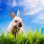 Image result for Grass Easter Bunny