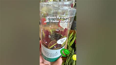Image result for Alien Dog Pet
