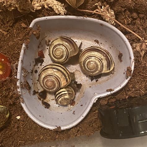 4 out of 6 snails decided to sleep in the water dish : r/snails