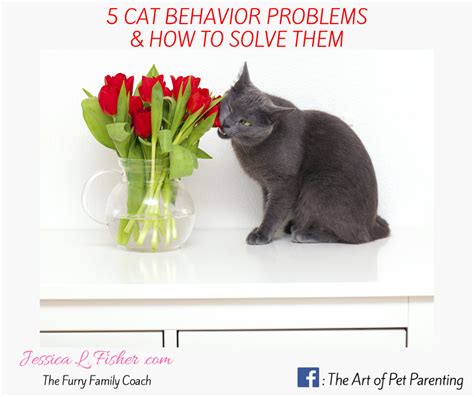 Image result for Cat Behavior Problems