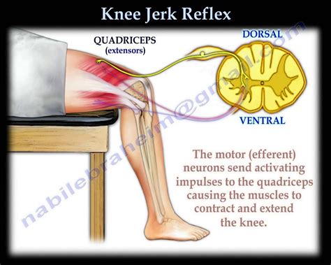 Knee Jerk Reflex - Everything You Need To Know - Dr. Nabil Ebraheim ...