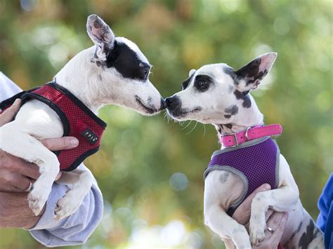 Friends of Berkeley Animal Care Services (FoBACS)