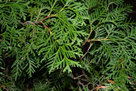 Thuja occidentalis (Northern white cedar)