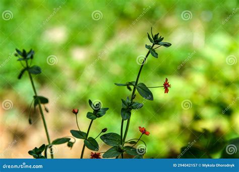 Scarlet Pimpernel Flowers in Bloom in Springtime Stock Image - Image of ...