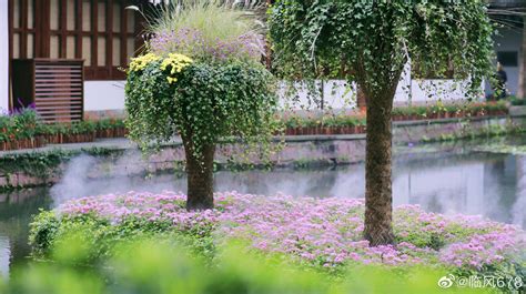 杭州西湖郭庄2020秋季菊花展已经开展了，要去拍照的可以去拍美片了