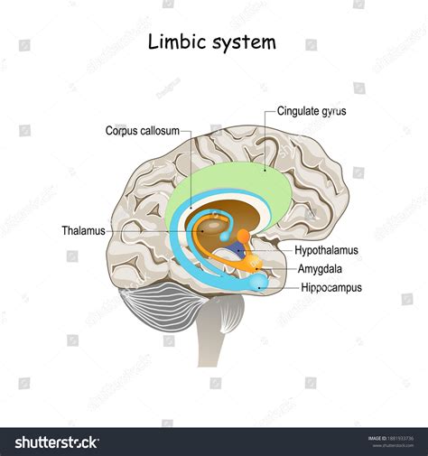 2,347 Limbic Images, Stock Photos & Vectors | Shutterstock