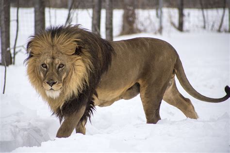 Lion Leo travels from Argentina to The Wildcat Sanctuary