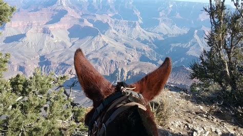 Trip Review: Riding Mules Along the Grand Canyon | HORSE NATION
