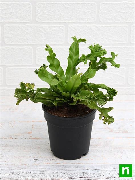 Buy Asplenium nidus Crissie fern - Plant online from Nurserylive at ...