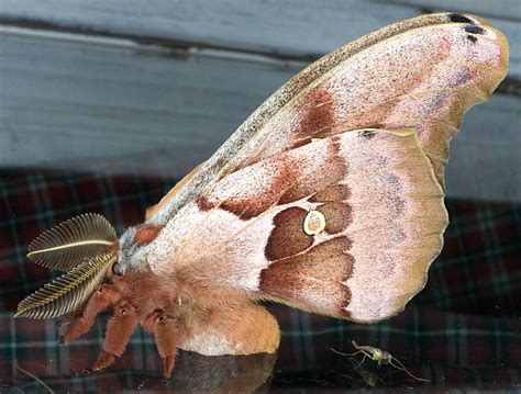 Polyphemus moth Antheraea polyphemus (Cramer, 1776) | Butterflies and ...