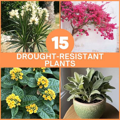 10 Best Drought Resistant Plants for Hot and Dry Climates