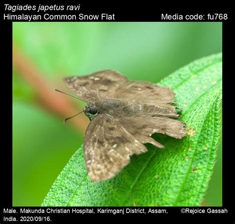 Tagiades japetus | Butterfly