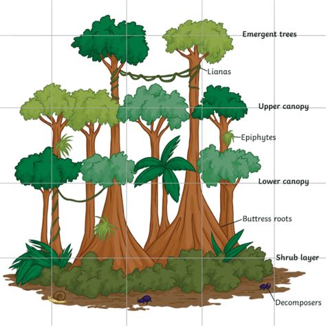 What are Plants that Live in the Rainforest? - Answered - Twinkl ...