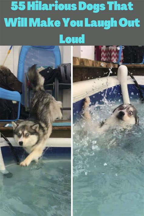 Image result for Dogs Making Humans Laugh