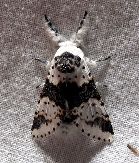 37 Common Black and White Moths (Pictures And Identification)