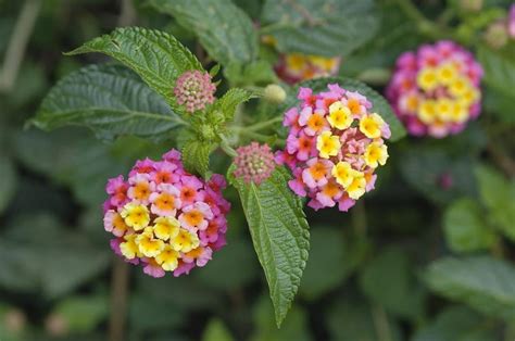Study offers clues on ecological gain of weeding out Lantana