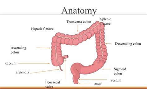 Image result for Obstructive Defaecation