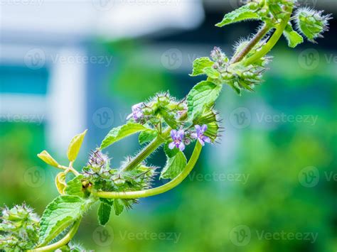 flor de hyptis, flor de hyptis violeta, grama, flor de erva, hyptis indiano, macro hyptis, flor ...