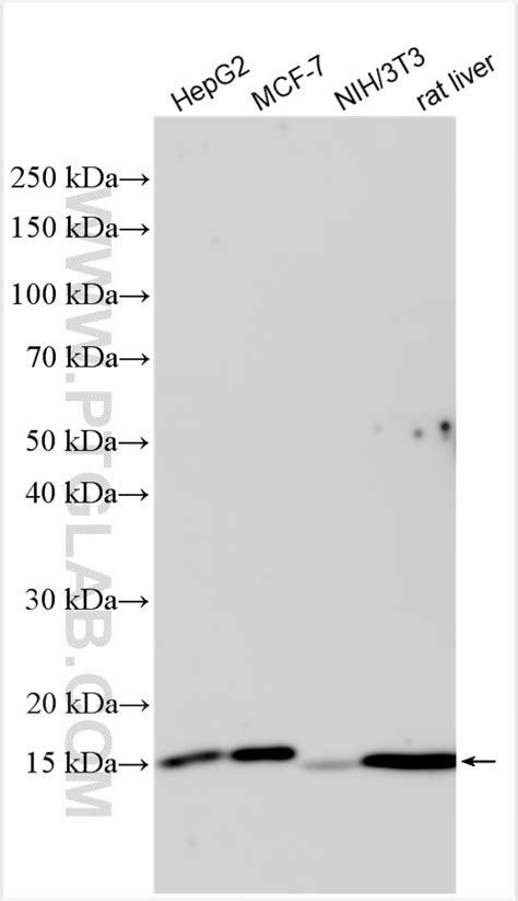 COXIV antibody (11242-1-AP) | Proteintech