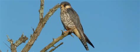 Javadekar hints at key decisions on central Asian migratory bird flyway