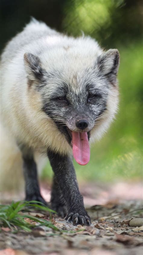 Download wallpaper 800x1420 arctic fox, fox, wild, animal, protruding ...
