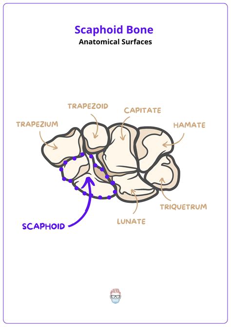 Scaphoid Anatomy: Clinical, Radiological & Surgical