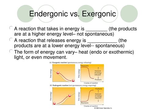 PPT - Energy: Forms and Laws in the Working Cell PowerPoint ...