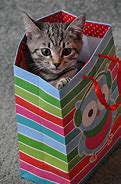 Image result for Baby Kittens and Bunnies