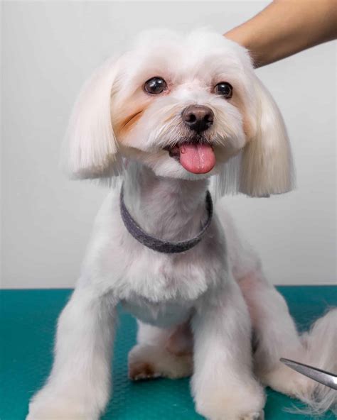 51 Best Maltese Haircuts With Pictures! (2025 Updated)