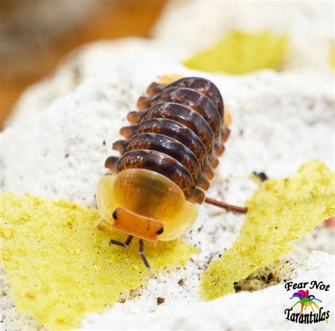 Cubaris "Rubber Ducky" Isopods Count Of 5, Young – Fear Not Tarantulas ...