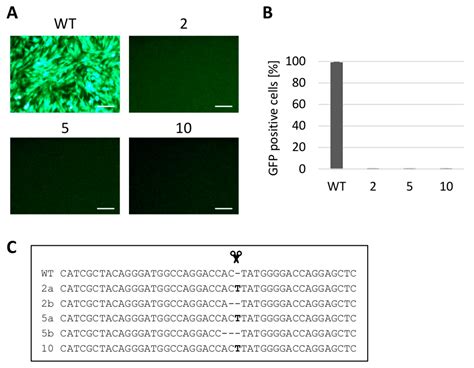 Genetic Resistance to Avian Leukosis Viruses Induced by CRISPR/Cas9 ...