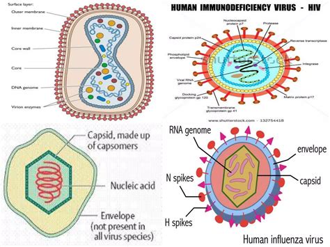 Characteristics Of Virus