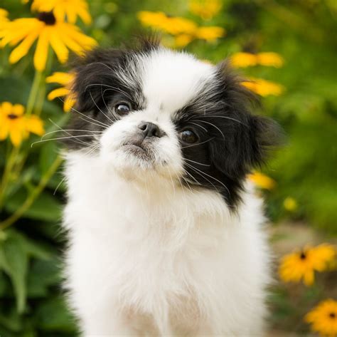 Exploring the World of Japanese Dogs: Breeds, Temperaments, and Care