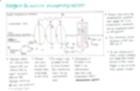 SOLUTION: Respiration stages of respiration easy diagrams - Studypool